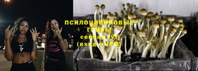 Псилоцибиновые грибы Psilocybe  Нижний Ломов 